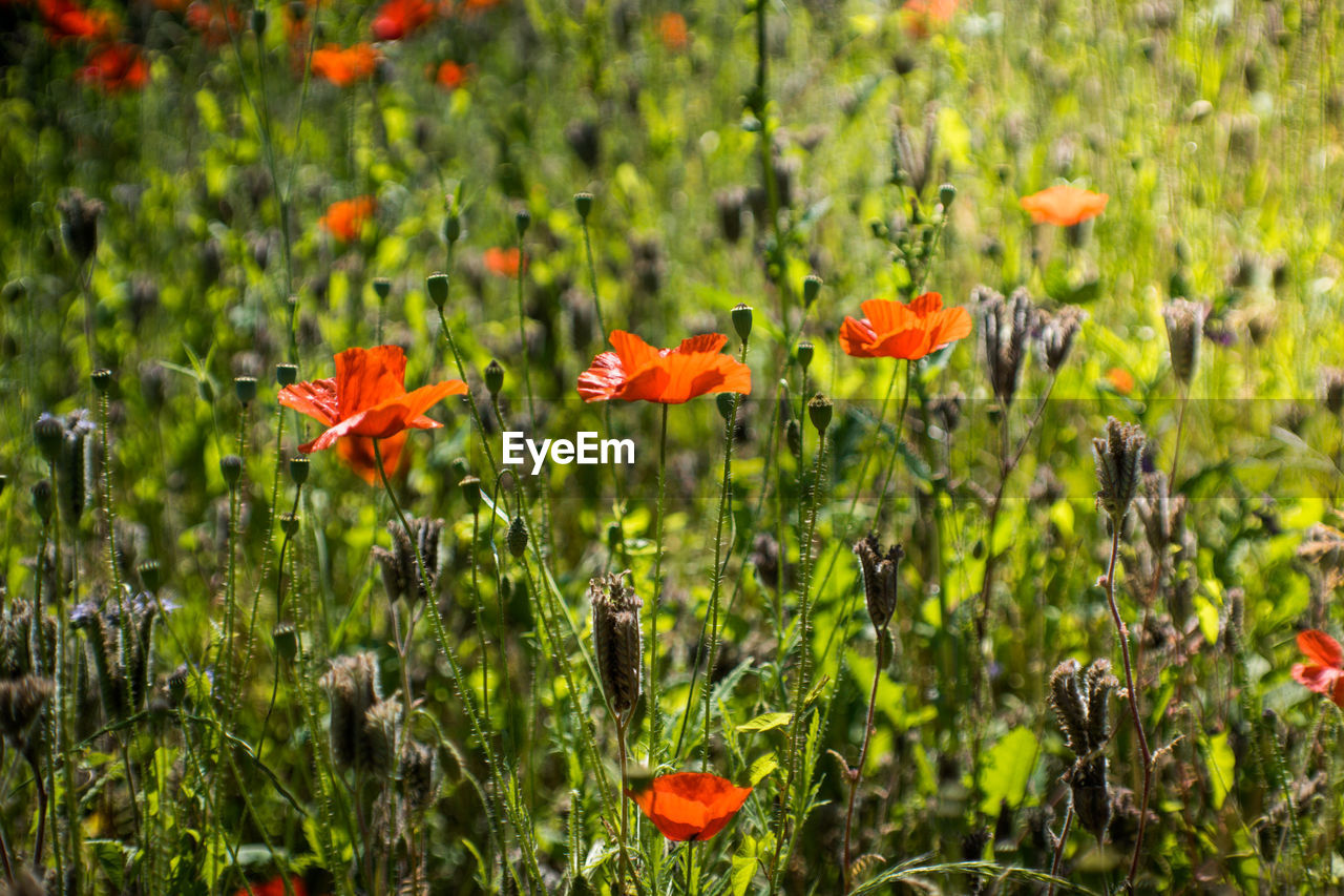 CLOSE-UP OF POPPY FLOWERS IN FIELD