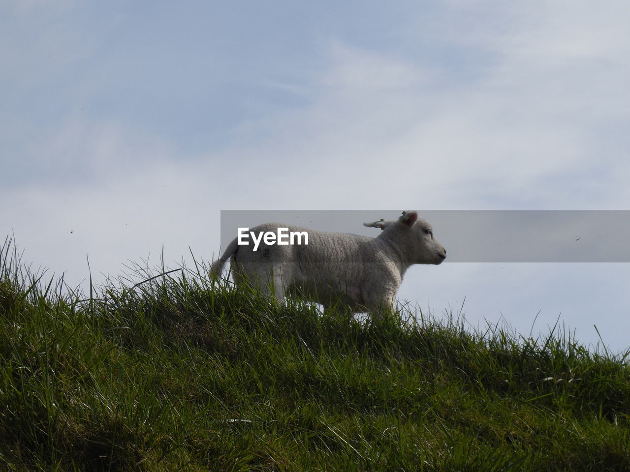 Lamb grazing on grassy field