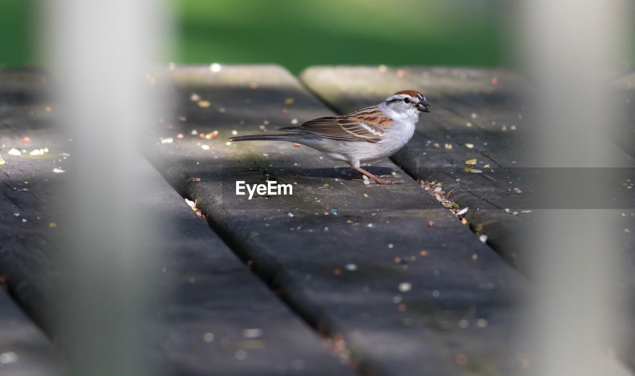 BIRD PERCHING ON LEAF