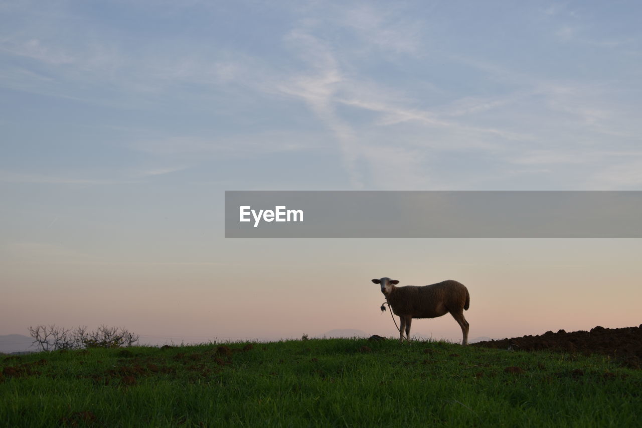 Sheep standing in a field during sunset