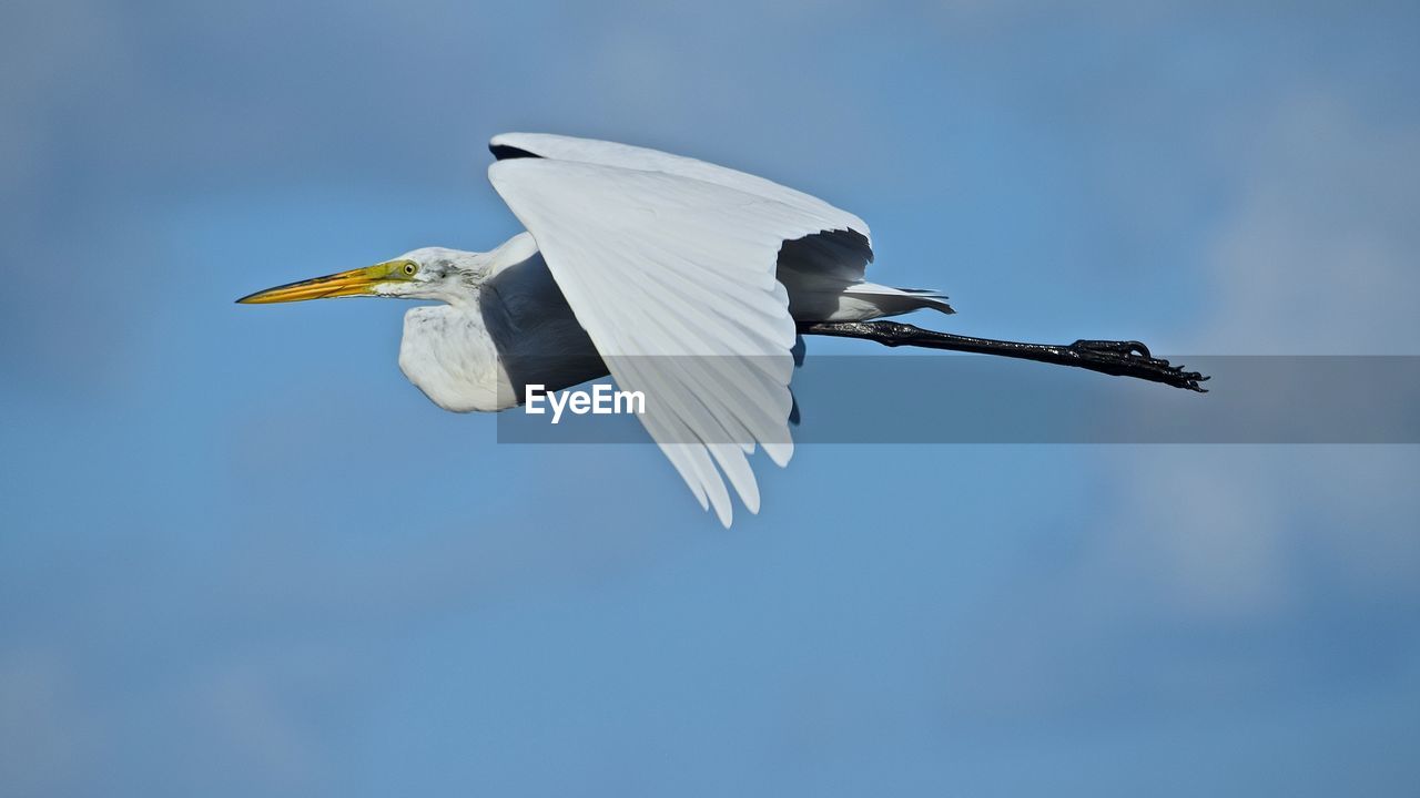 Side view of egret flying against blue sky