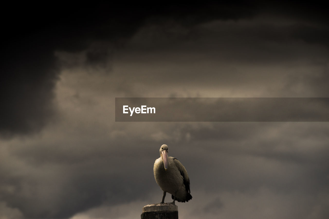 Pelican perching on wooden post against cloudy sky