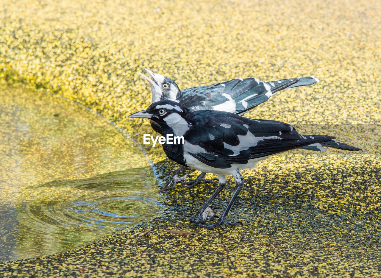 HIGH ANGLE VIEW OF A BIRD ON SHORE