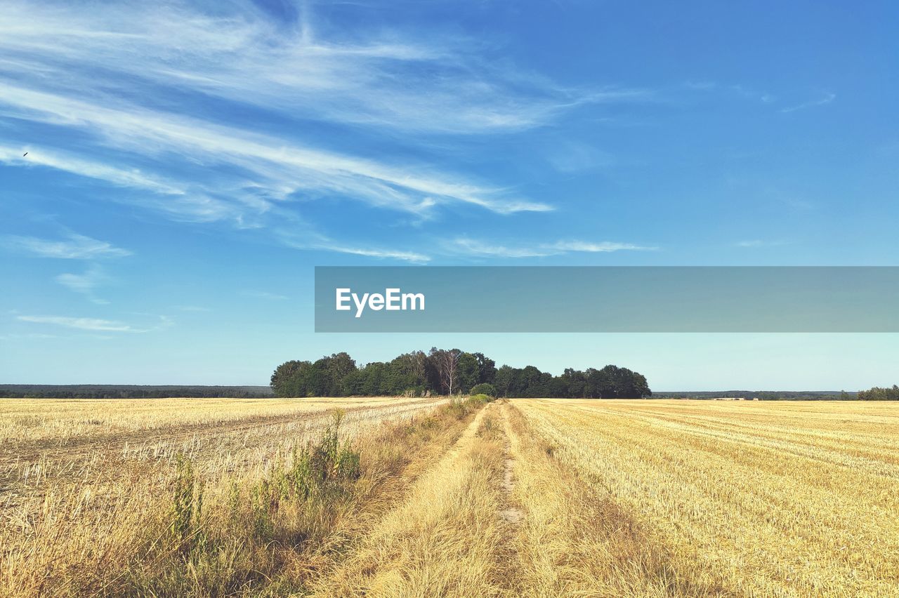 Scenic view of agricultural field against sky