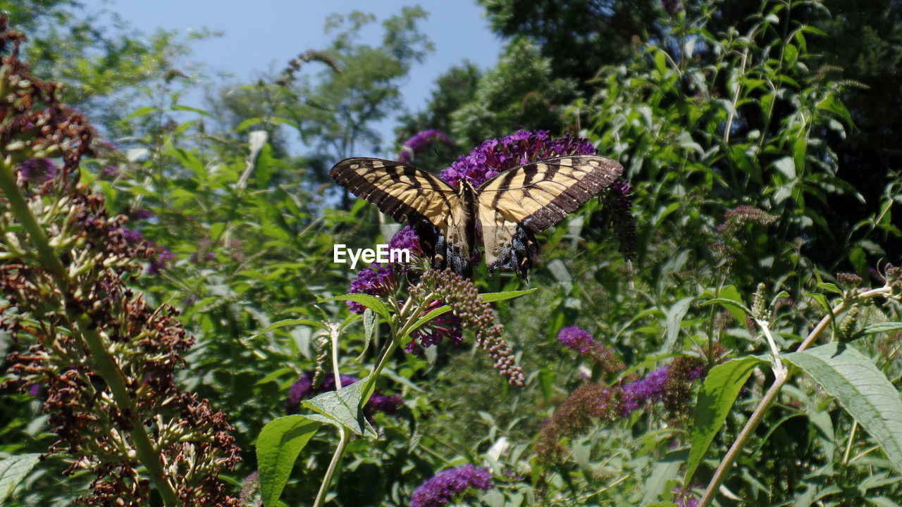 Close-up of butterfly on flowers