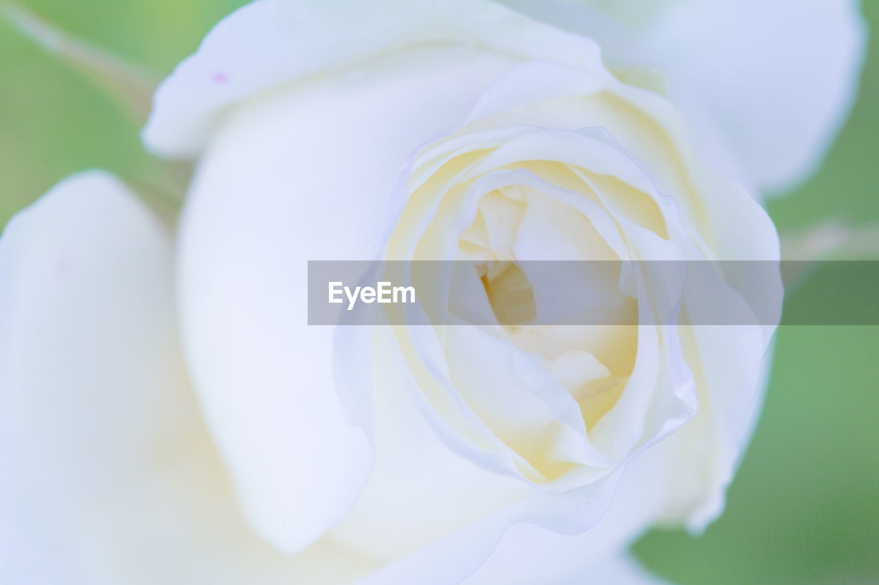 flower, flowering plant, beauty in nature, plant, freshness, close-up, rose, white, petal, fragility, yellow, flower head, inflorescence, nature, macro photography, no people, garden roses, growth, outdoors, focus on foreground, springtime, blossom, selective focus, plant stem, day