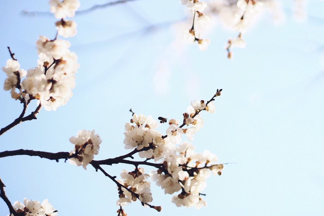 Low angle view of apple blossoms in spring against sky