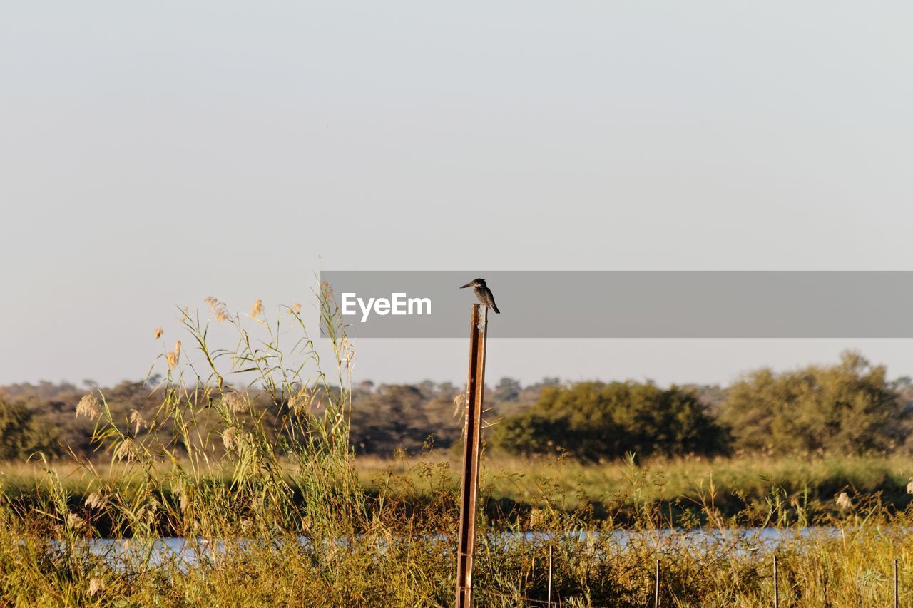 BIRD ON A FIELD