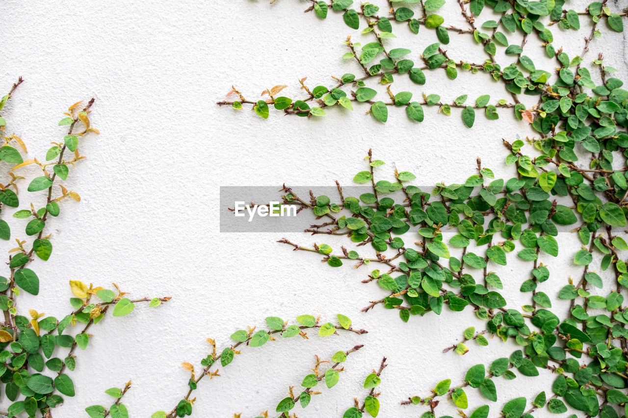 Close-up of ivy growing on wall