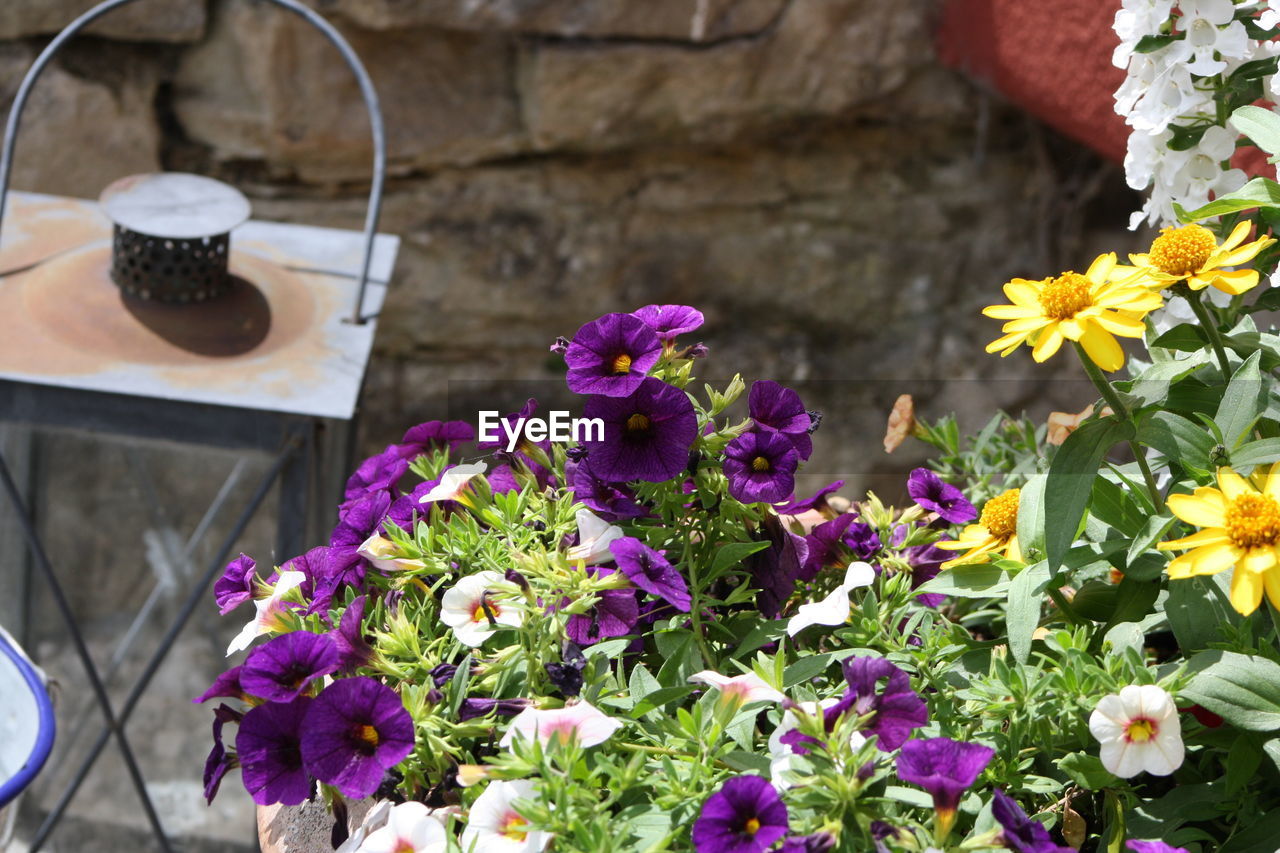 CLOSE-UP OF PURPLE FLOWERS BLOOMING