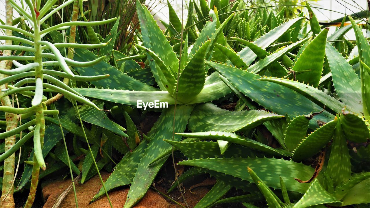 HIGH ANGLE VIEW OF SUCCULENT PLANT IN FIELD