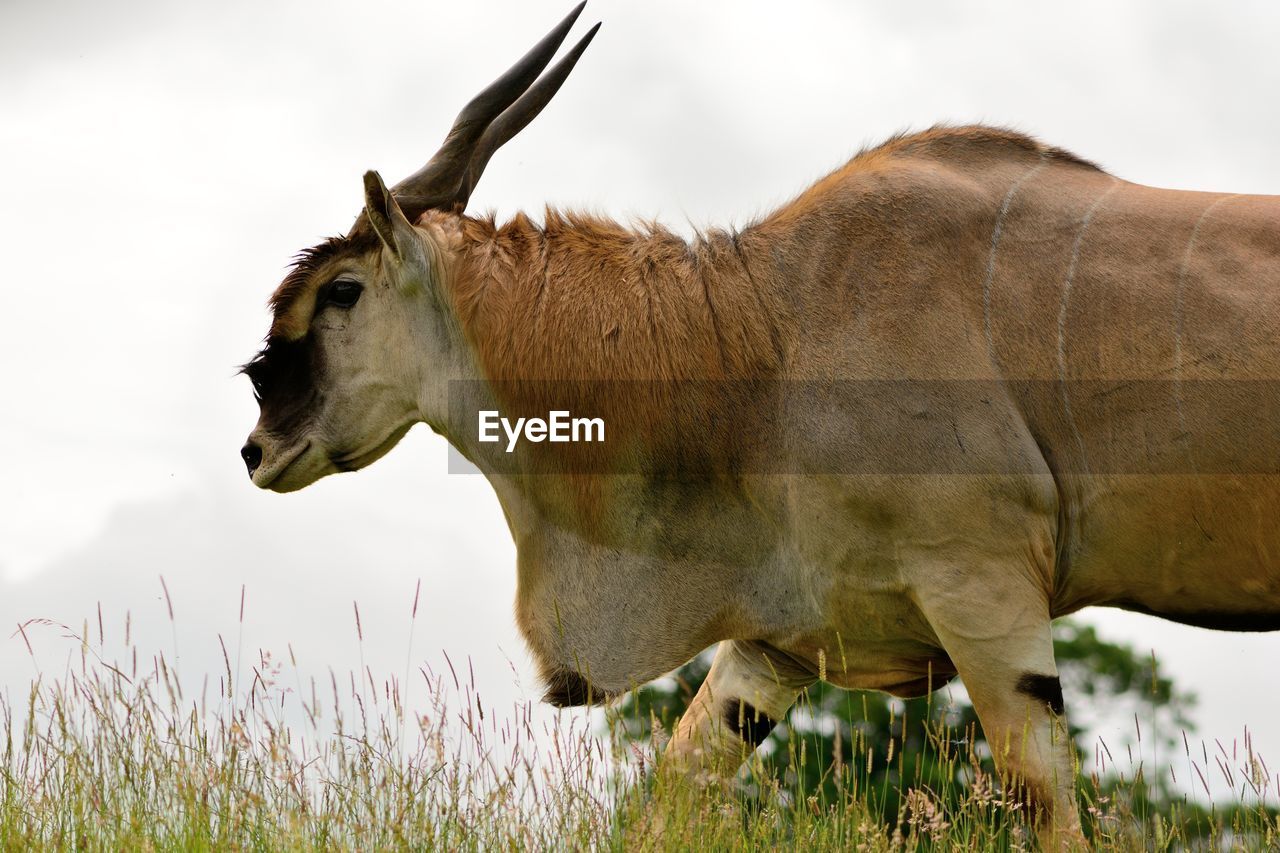 Close-up of common eland walking on field against sky