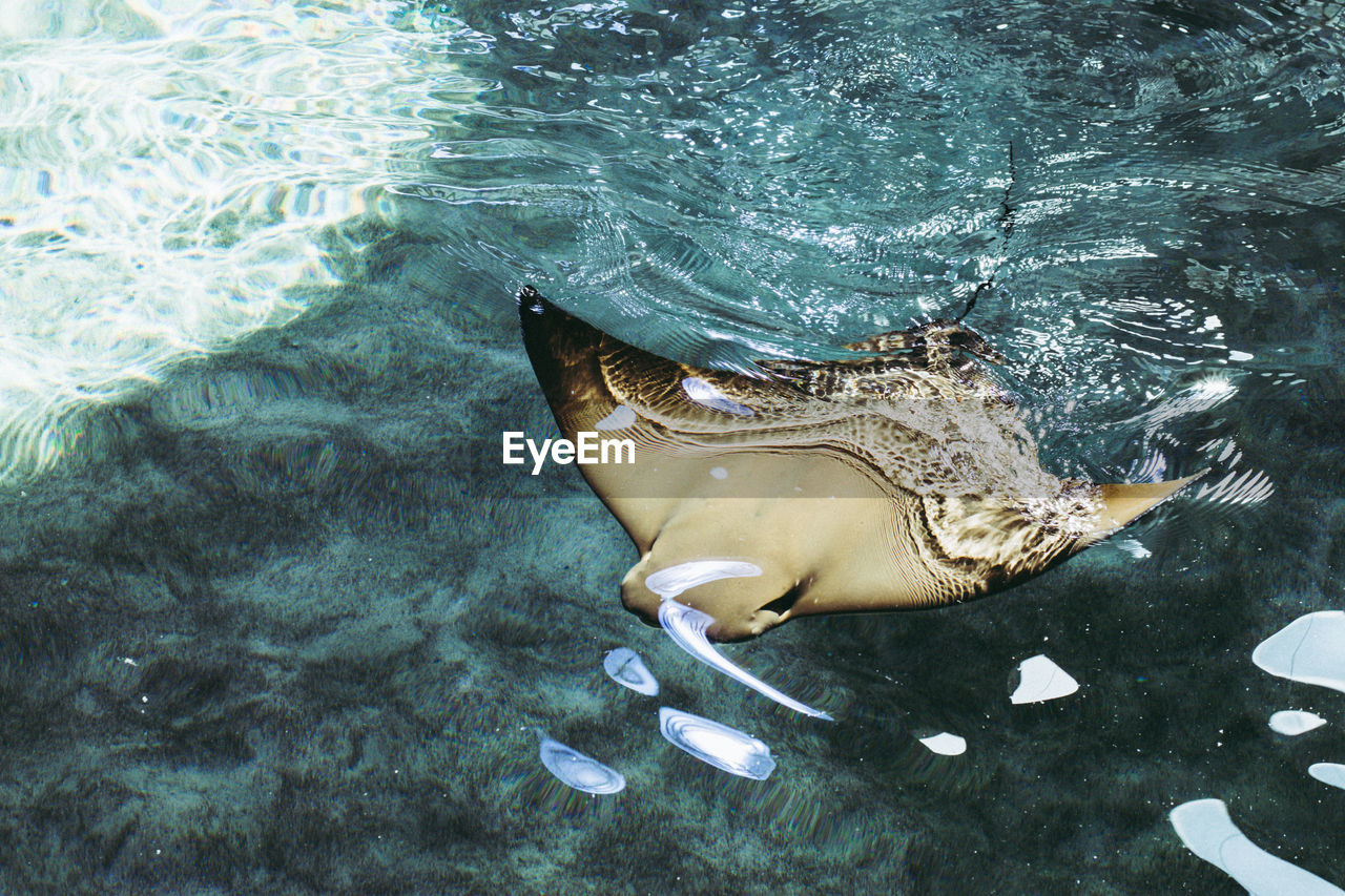 HIGH ANGLE VIEW OF FISH SWIMMING UNDERWATER