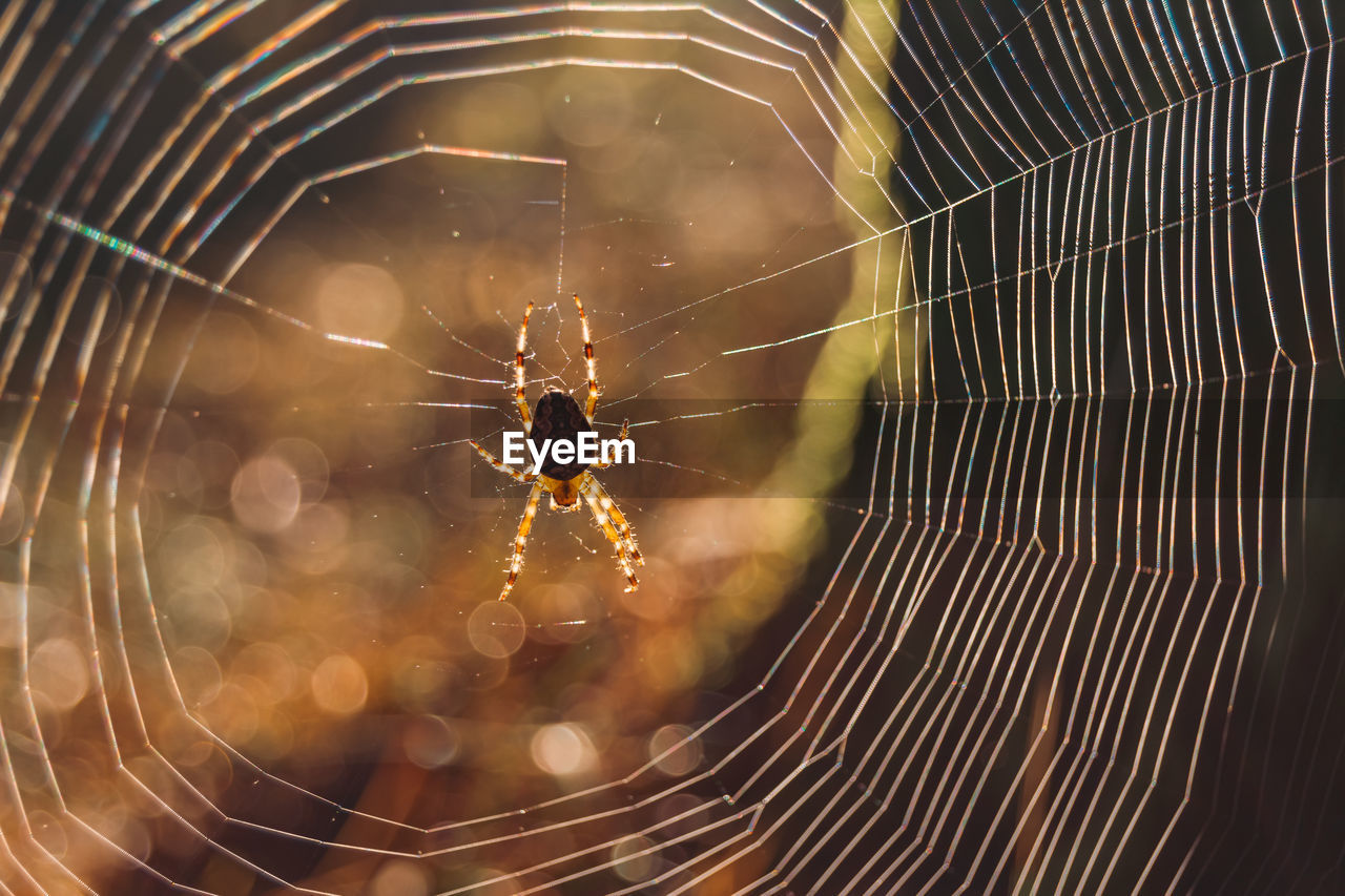 spider web, animal themes, fragility, animal, spider, arachnid, close-up, one animal, animal wildlife, wildlife, focus on foreground, insect, no people, macro photography, nature, animal body part, outdoors, beauty in nature, spinning, day, pattern, macro, zoology, selective focus, complexity