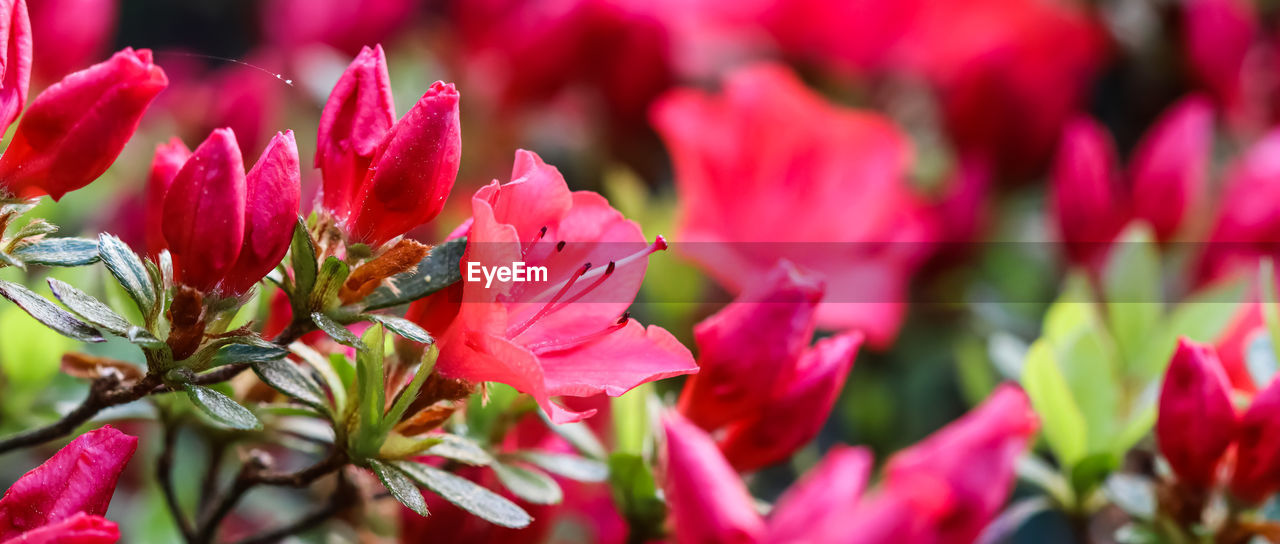 close-up of pink tulips