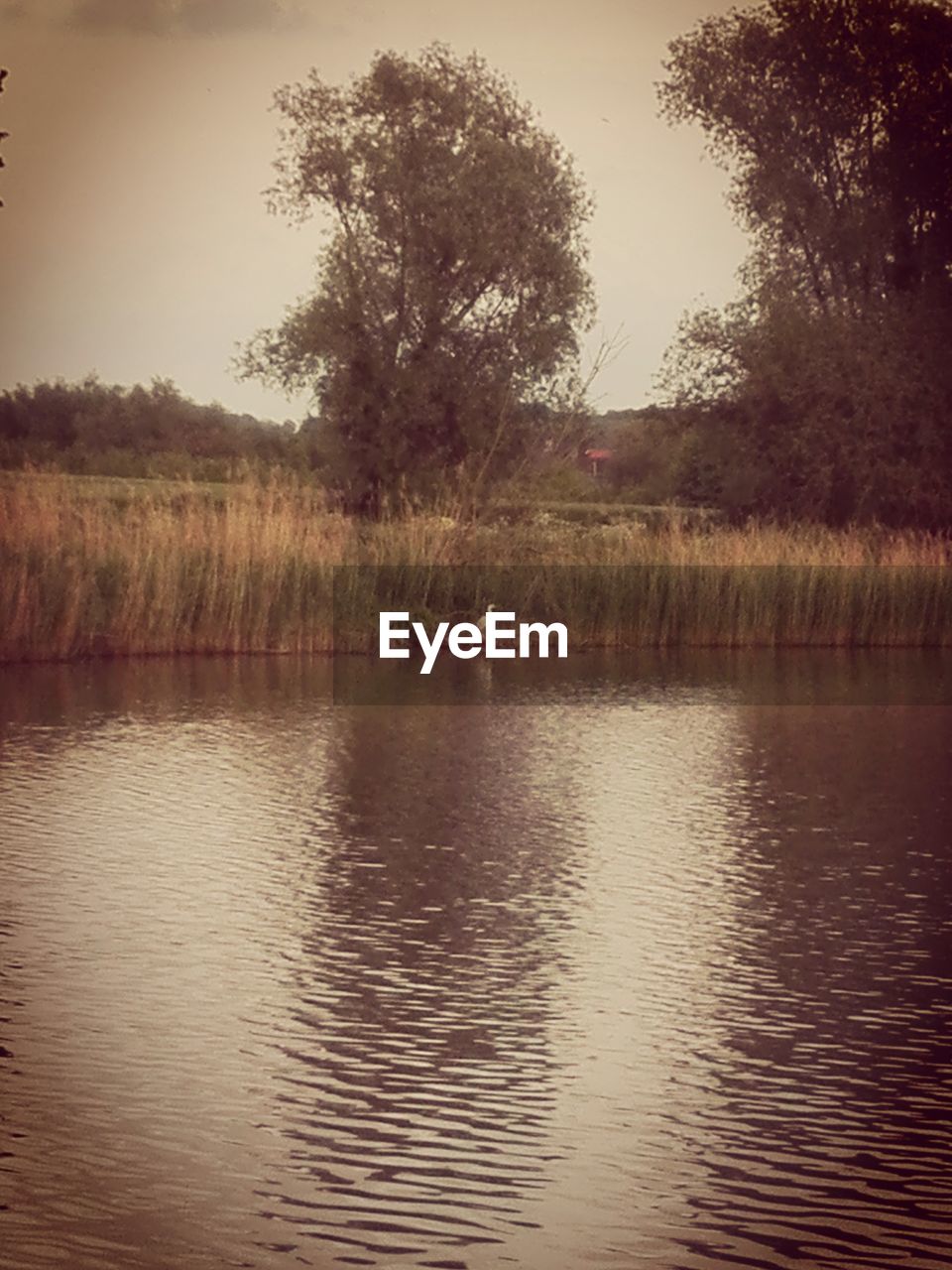 SCENIC VIEW OF LAKE WITH TREES IN BACKGROUND