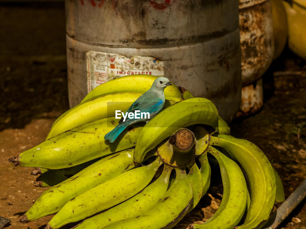 CLOSE-UP OF BANANAS IN A FIELD