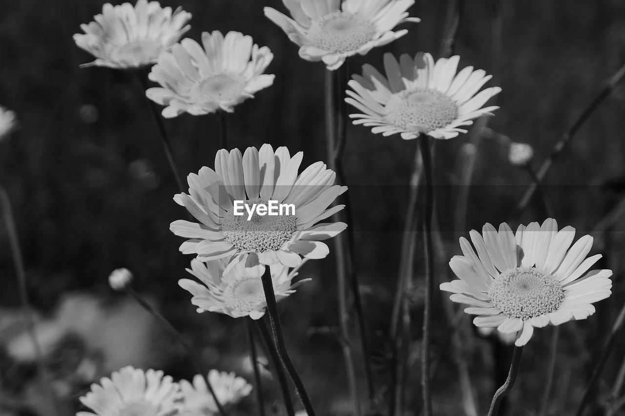 Close-up of white daisy flowers