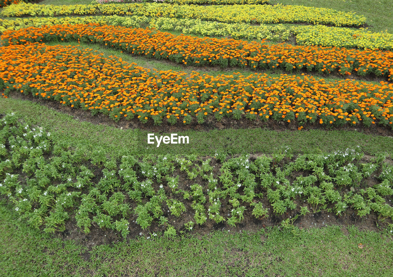 SCENIC VIEW OF YELLOW FLOWERING FIELD