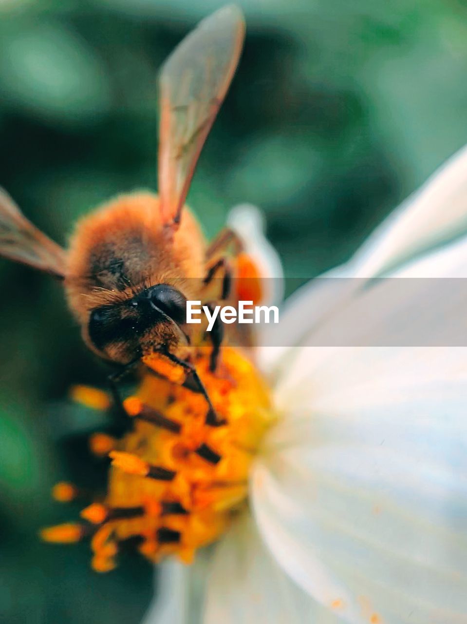 CLOSE-UP OF HONEY BEE ON FLOWER