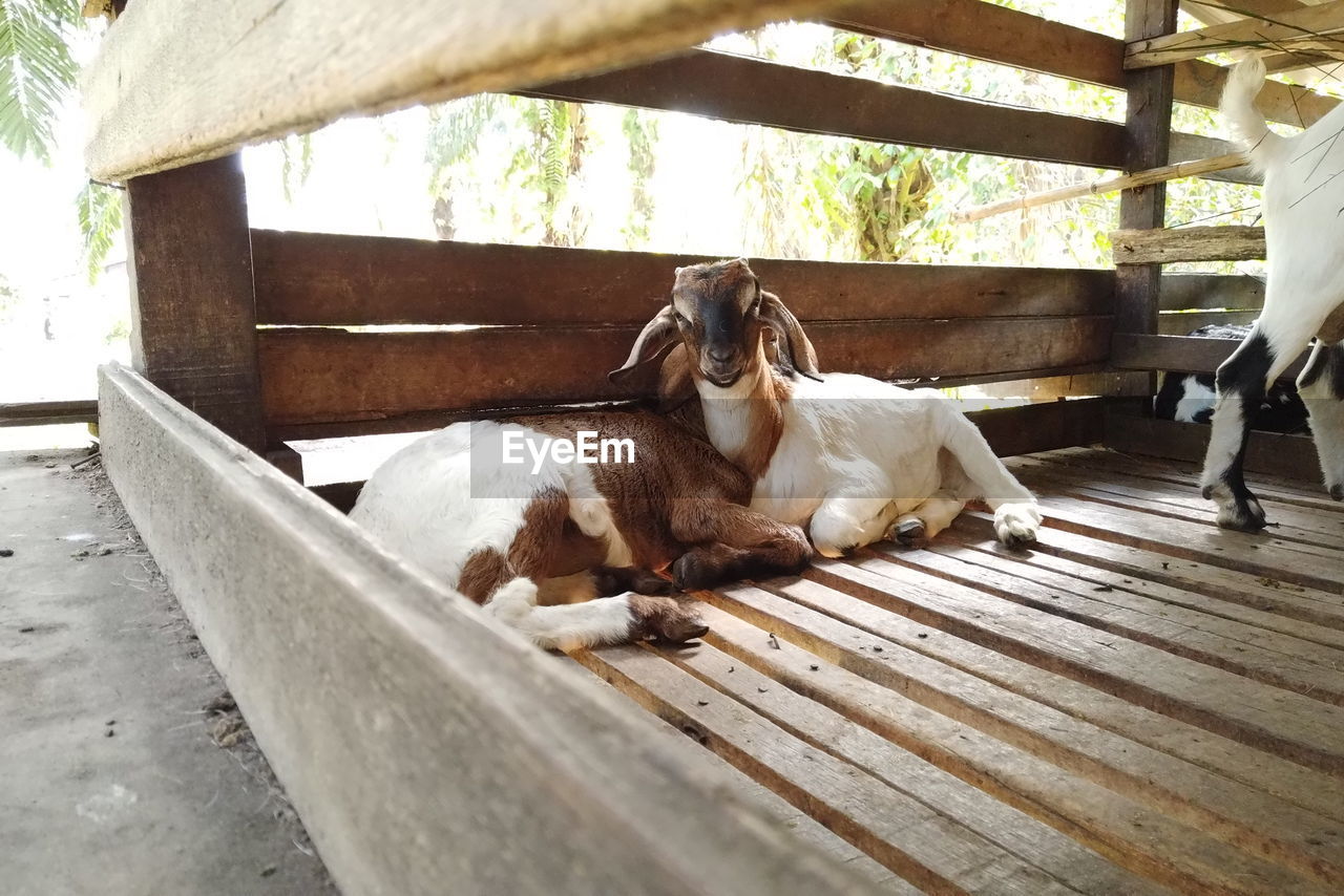 DOG RELAXING ON WOOD