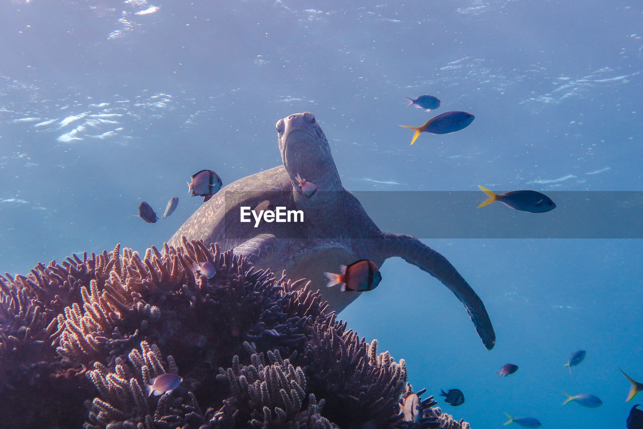 Fish swimming in sea