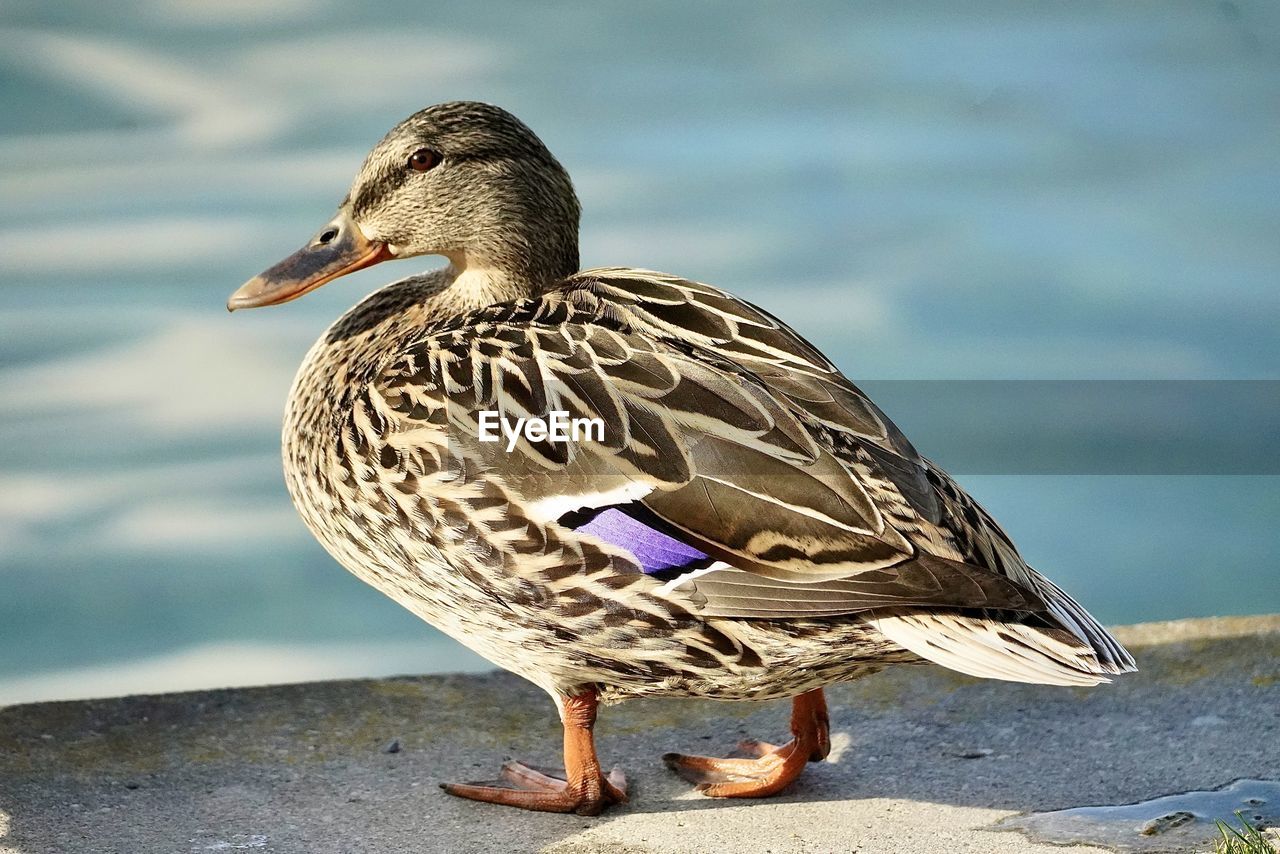 duck, animal themes, animal, bird, animal wildlife, mallard, ducks, geese and swans, wildlife, beak, water bird, one animal, water, poultry, goose, nature, mallard duck, lake, no people, full length, close-up, wing, day, focus on foreground, side view, outdoors, beach