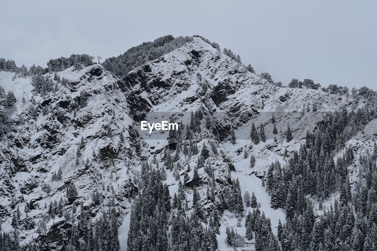 LOW ANGLE VIEW OF SNOW COVERED TREE AGAINST SKY