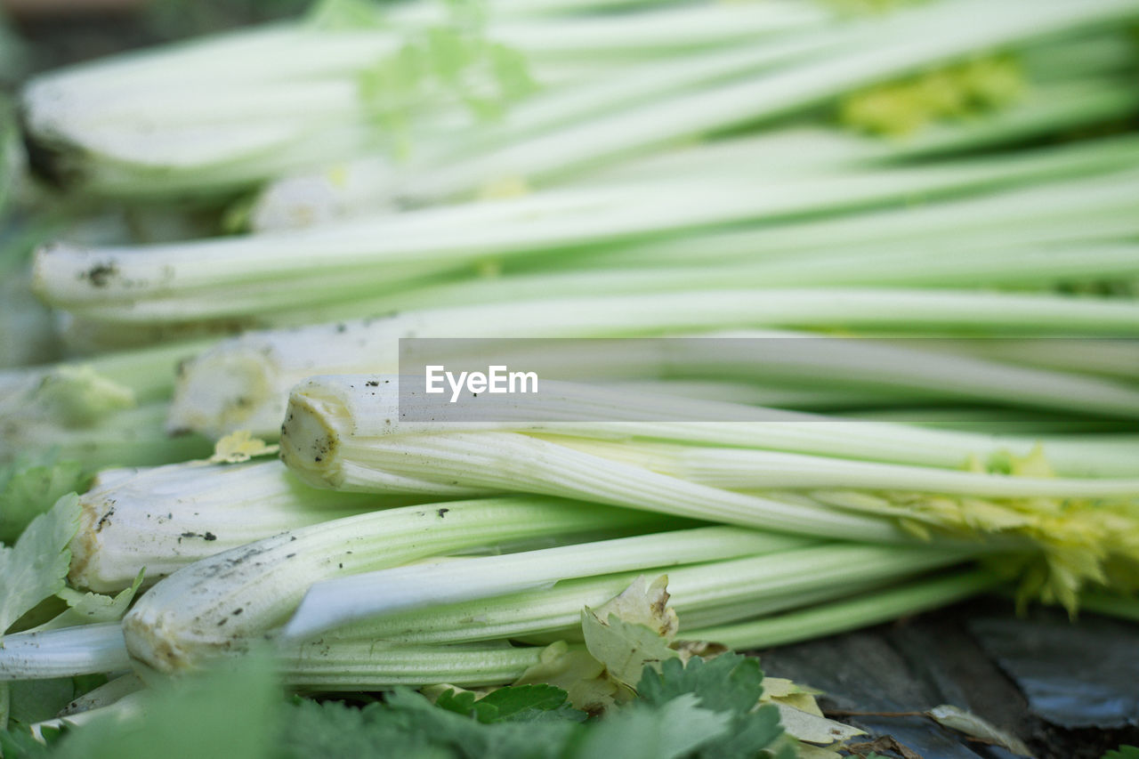 CLOSE-UP OF GREEN BEANS IN CONTAINER