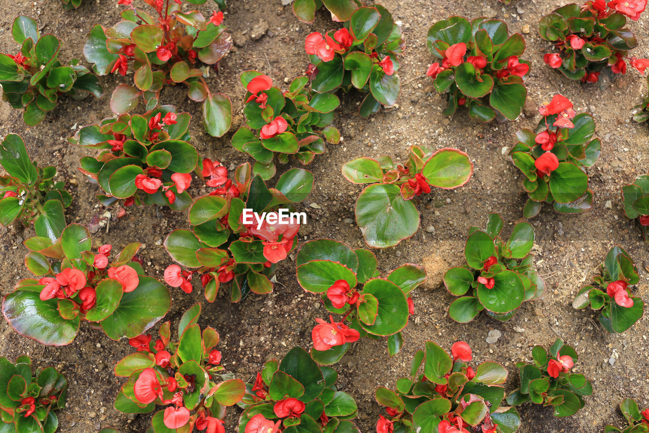 HIGH ANGLE VIEW OF RED FLOWERING PLANTS ON FIELD