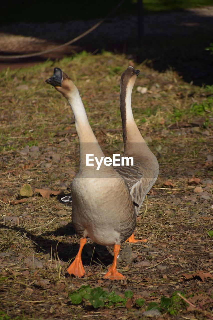 CLOSE-UP OF BIRD ON LAND