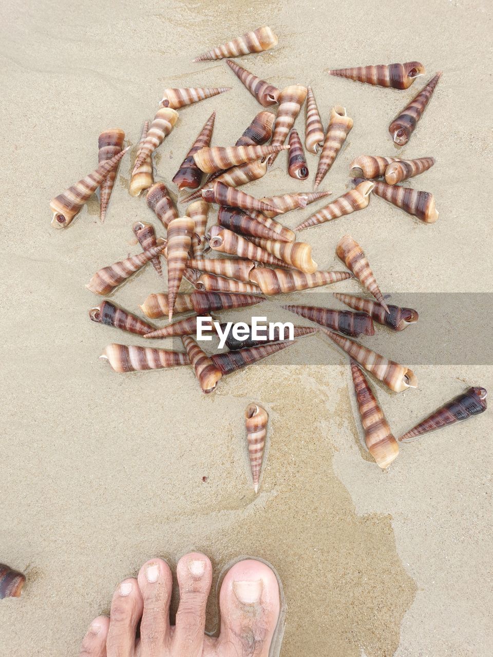 HIGH ANGLE VIEW OF SHELLS ON SAND