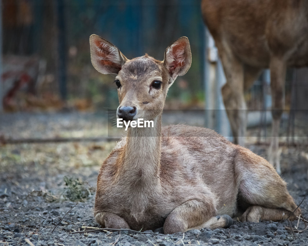 PORTRAIT OF DEER IN THE FIELD