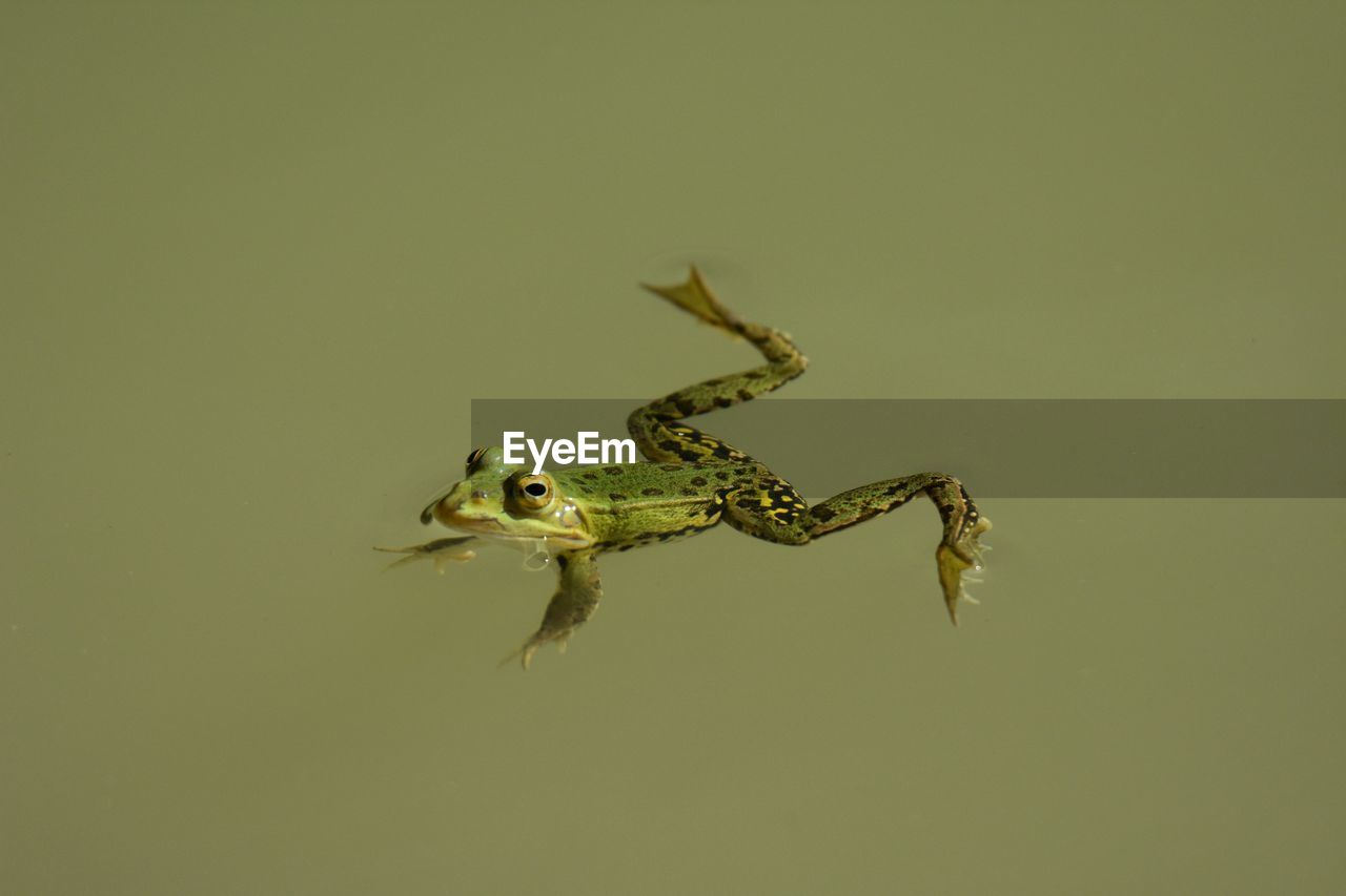 Close-up of frog perching in lake