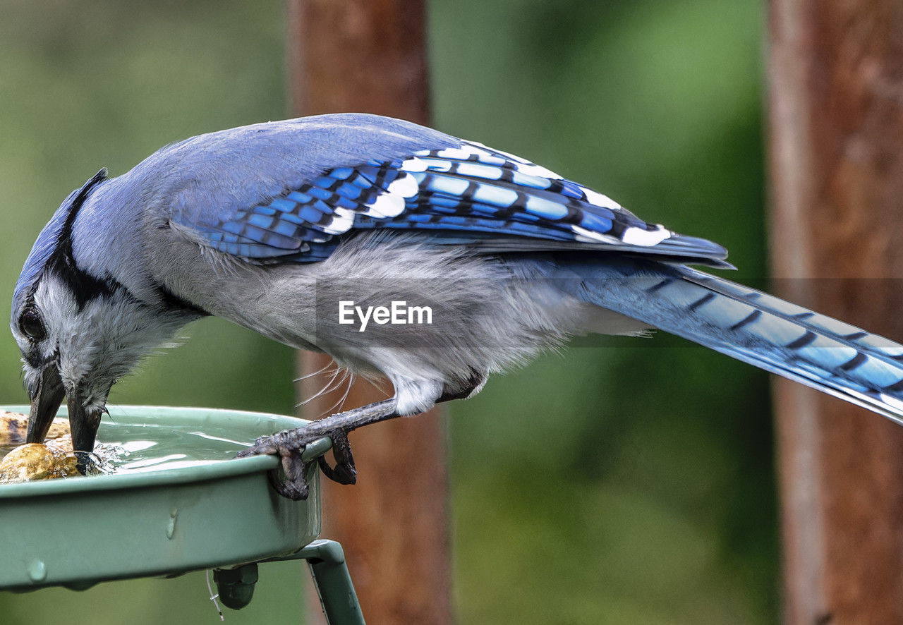 animal themes, animal, animal wildlife, bird, one animal, wildlife, blue jay, beak, perching, focus on foreground, eating, close-up, nature, no people, wing, crow-like bird, animal body part, blue, food, outdoors, day, full length