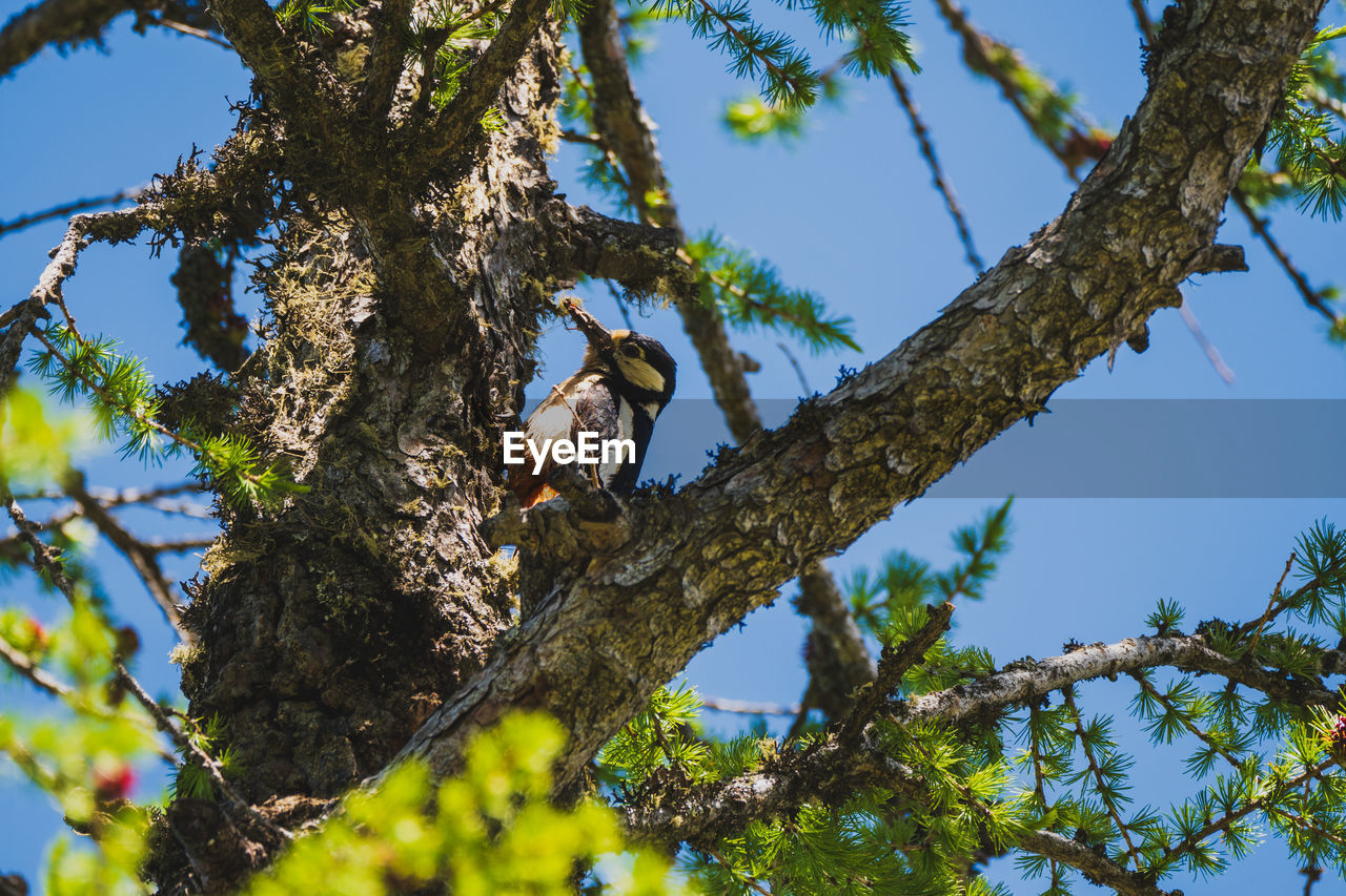 tree, plant, animal wildlife, animal themes, animal, wildlife, branch, low angle view, nature, bird, sky, one animal, perching, no people, blue, outdoors, flower, clear sky, day, beauty in nature, mammal, tree trunk, trunk, bird of prey, leaf