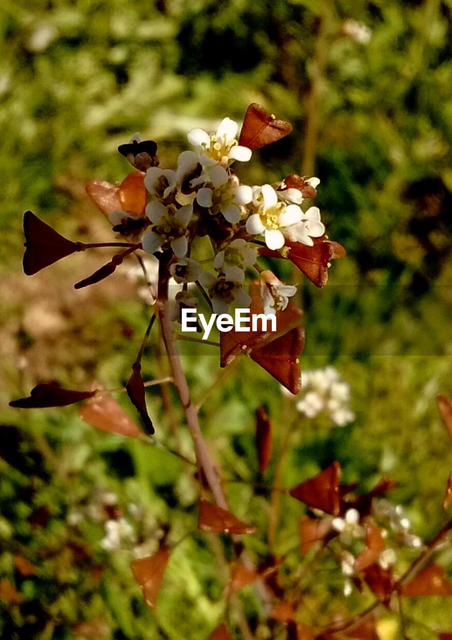 CLOSE-UP OF FLOWER PLANT