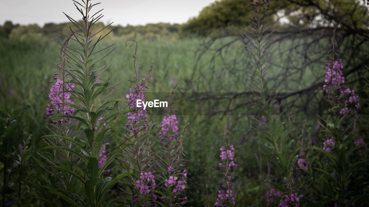 Close-up of purple flowering plants on field