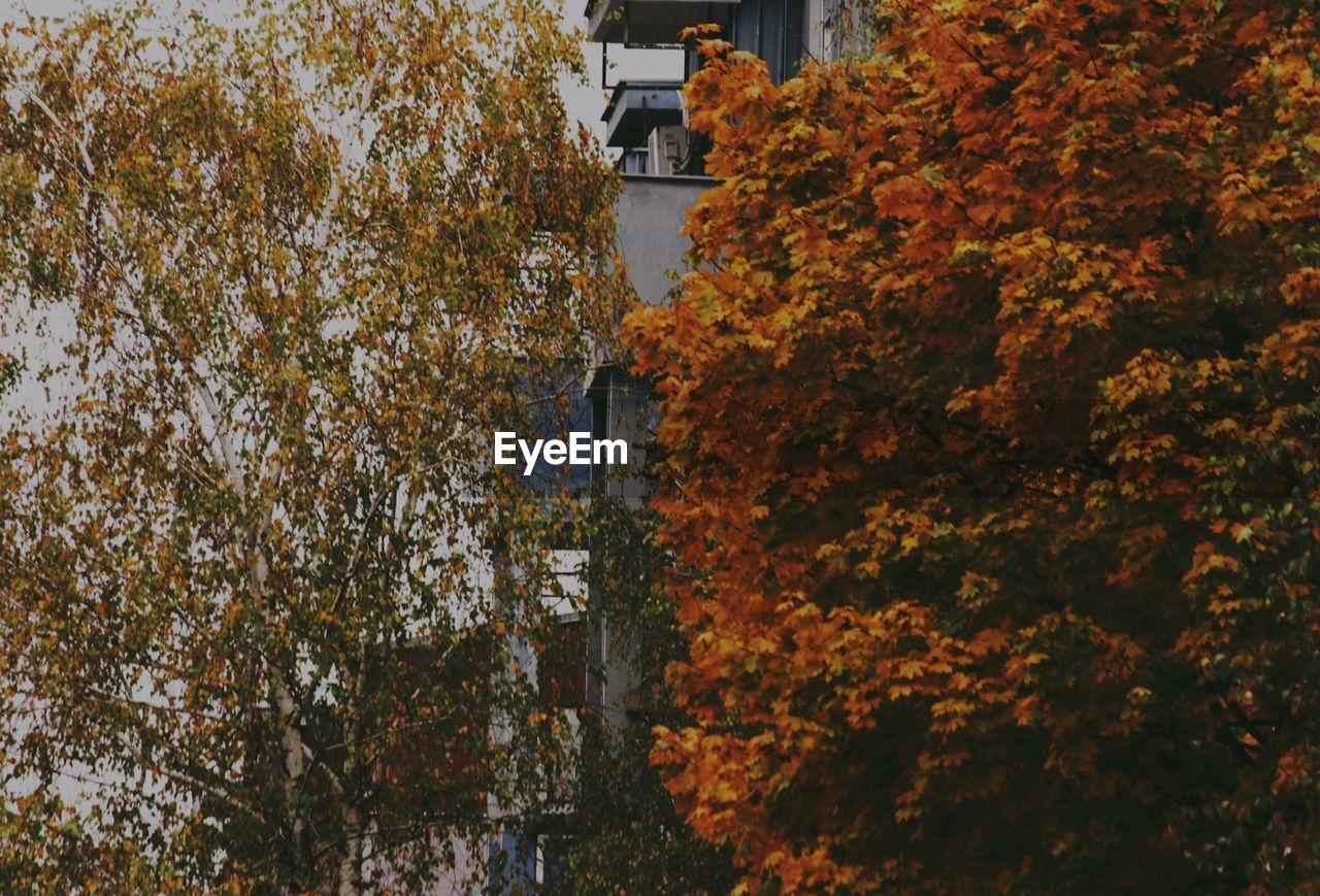 Trees in front of park during autumn