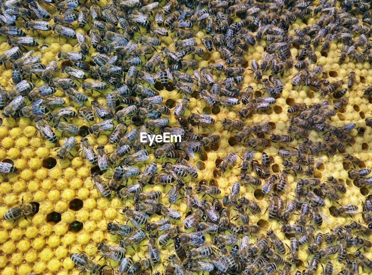 Close-up of honey bees on comb