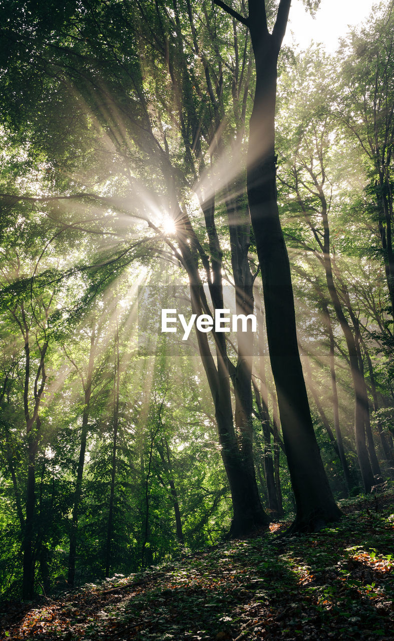 SUNLIGHT STREAMING THROUGH TREE TRUNKS IN FOREST