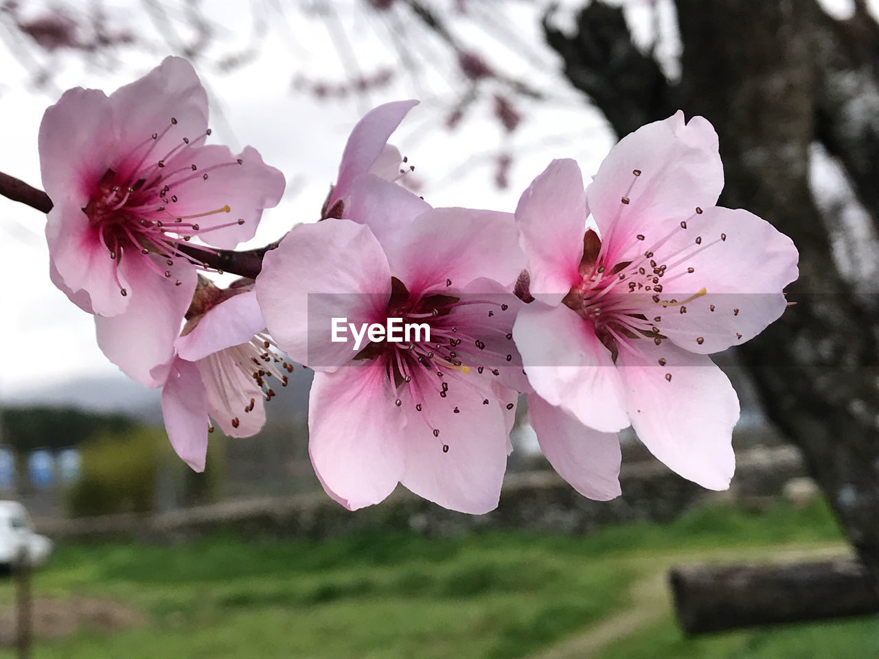 CLOSE-UP OF PINK BLOSSOMS