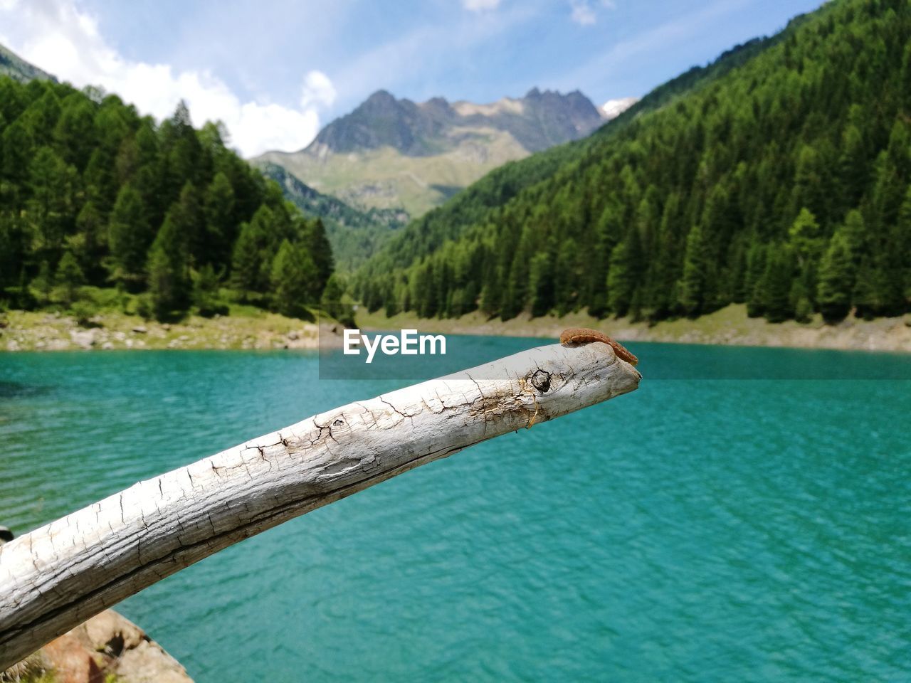 Insect on wood against turquoise lake with mountains in background