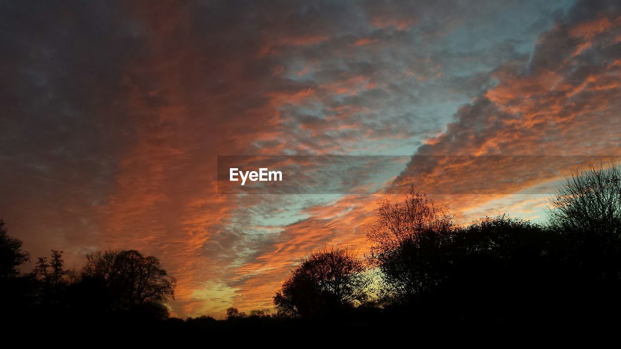 Silhouette of bare trees at dusk 