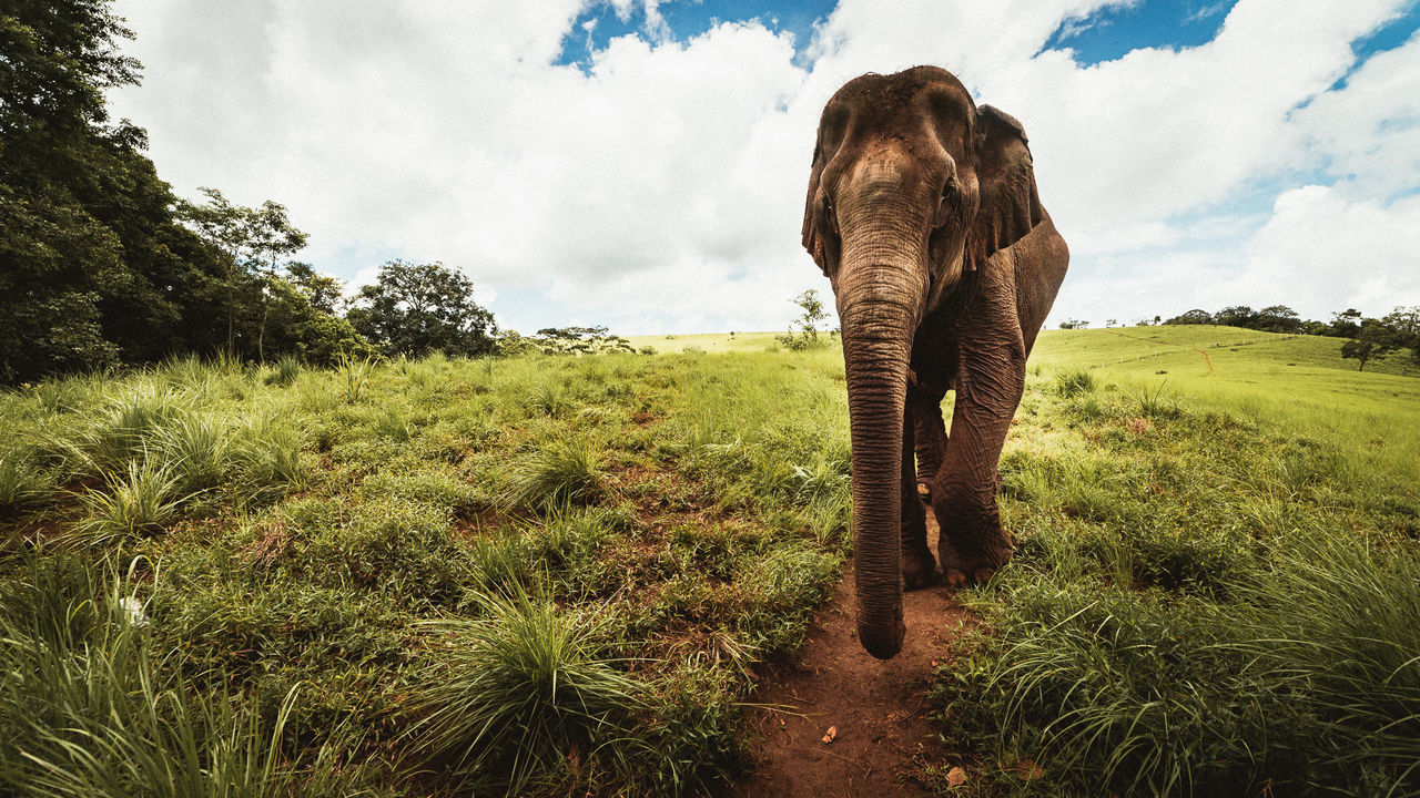 Elephant against sky