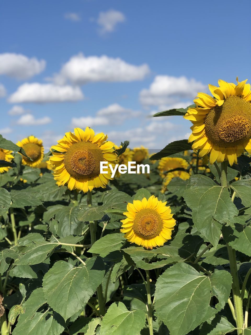 Close-up of yellow sunflower against sky