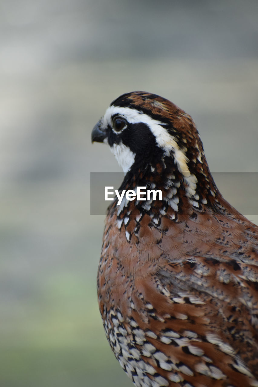 Close-up of a bird