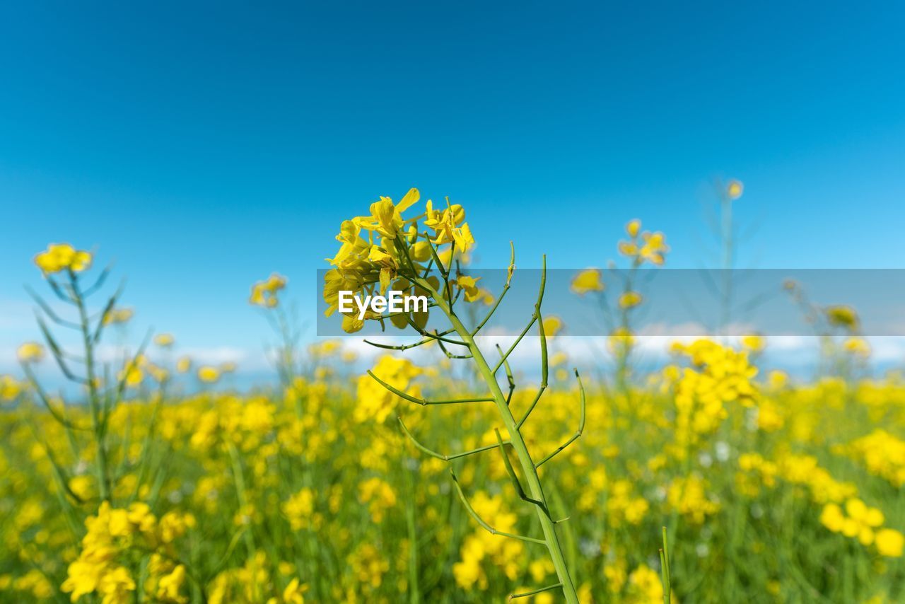 YELLOW FLOWERING PLANT AGAINST CLEAR SKY