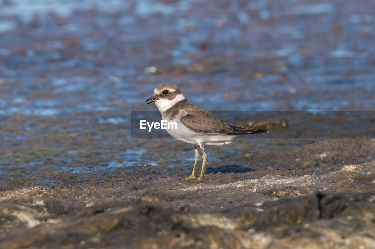 animal themes, animal, animal wildlife, bird, wildlife, one animal, nature, sandpiper, water, selective focus, no people, side view, sea, full length, beak, day, calidrid, land, outdoors, close-up, beach