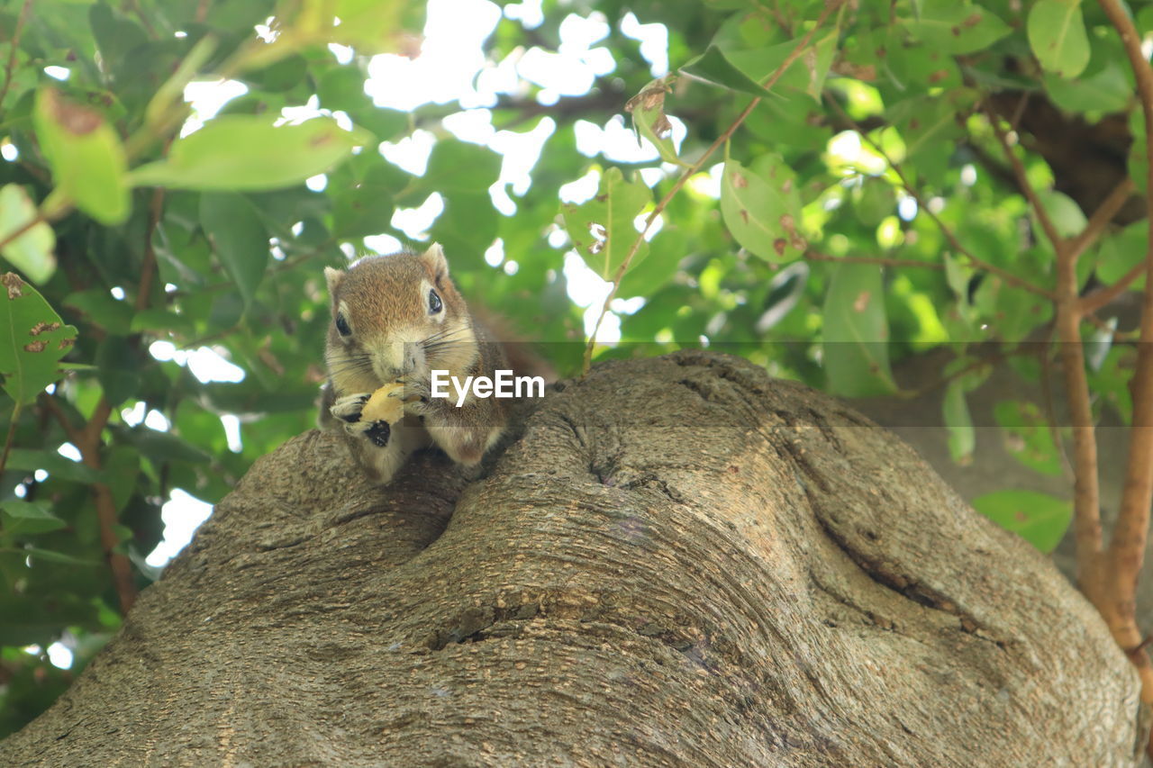 SQUIRREL ON TREE